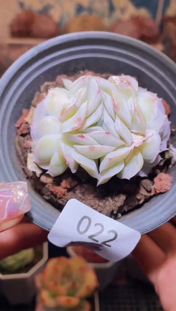 【闪购商品】022贝壳群