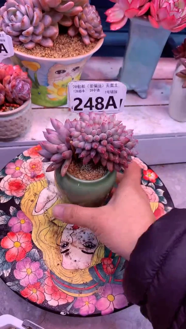 所罗门缀248A（一物一拍，精品多肉，w所见即所得 ）