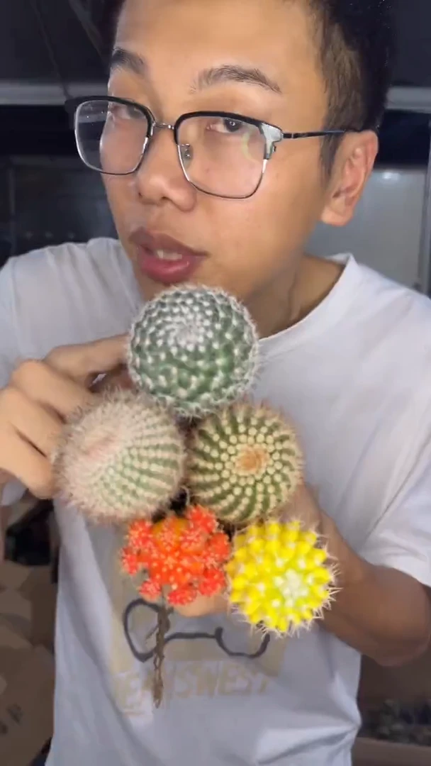 5色球组合【嫁接】