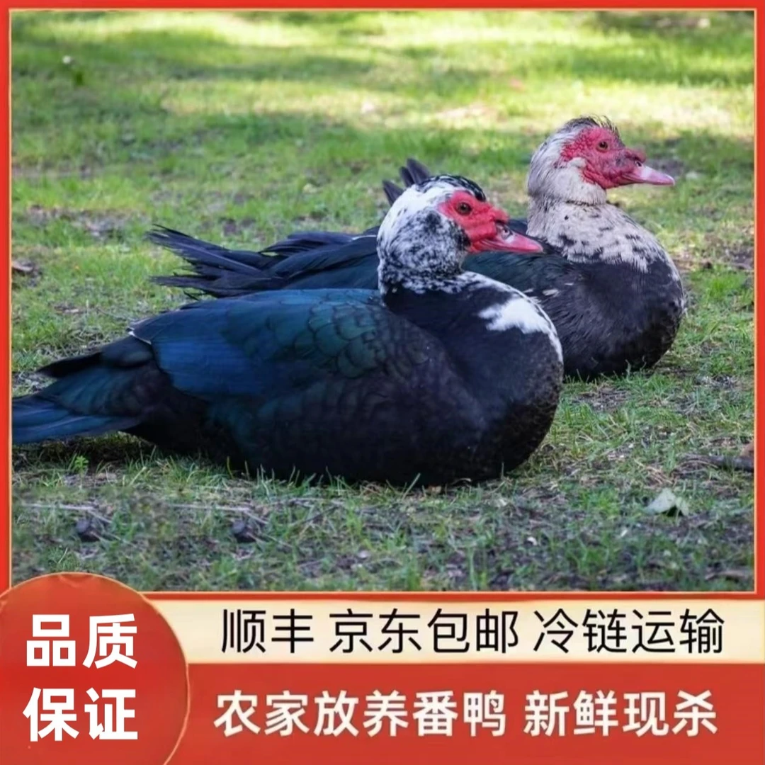【老兵A】发2只 农村散养番鸭 现宰现杀 2只净重共8-9斤 顺丰