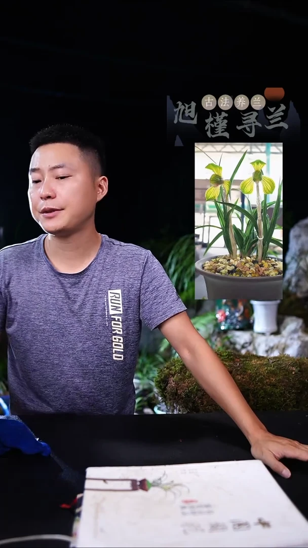 当前无花栽培后可以开花春兰-水晶二王（前垄单苗带芽）