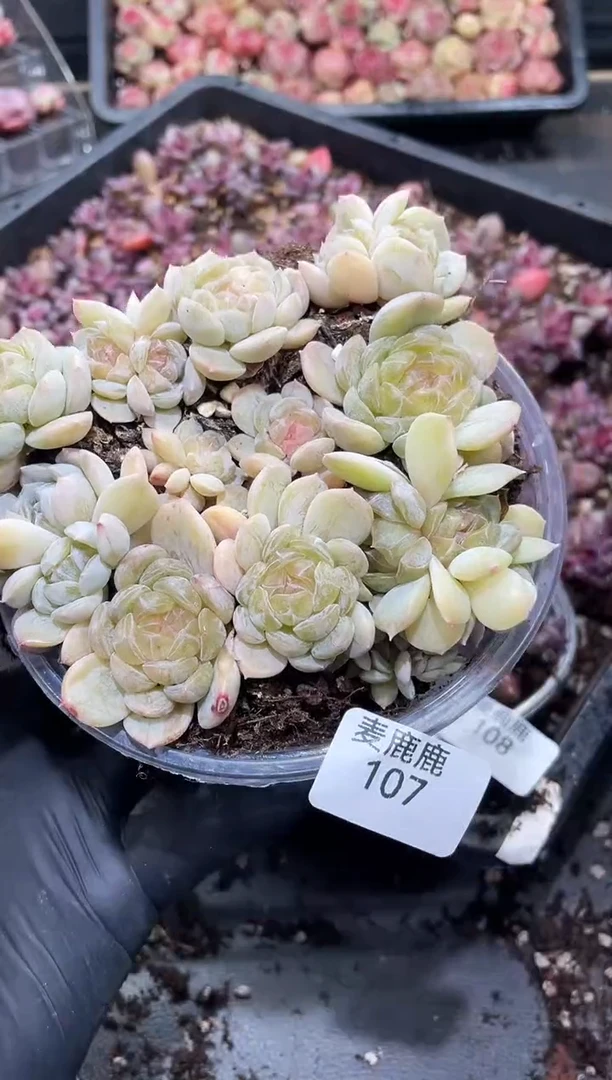 107白色恋人       量拍