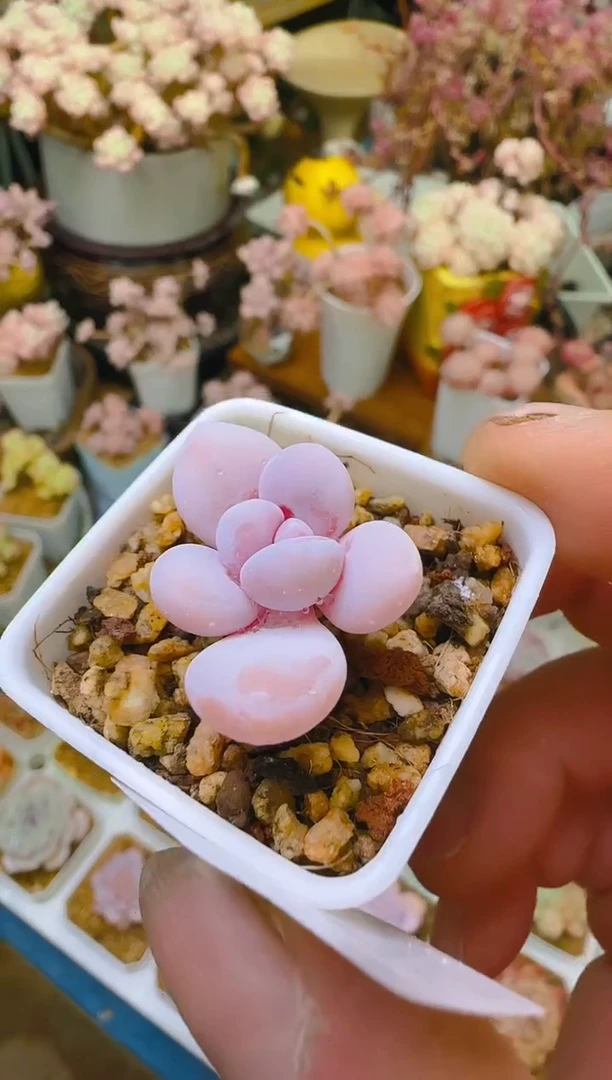 【闪购商品】优—070—仙农（棉花糖)