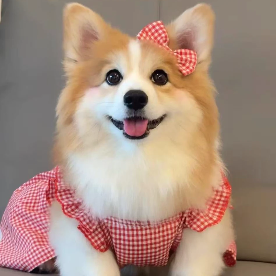 （闽南柯基犬舍家）T柯基 狗狗活体