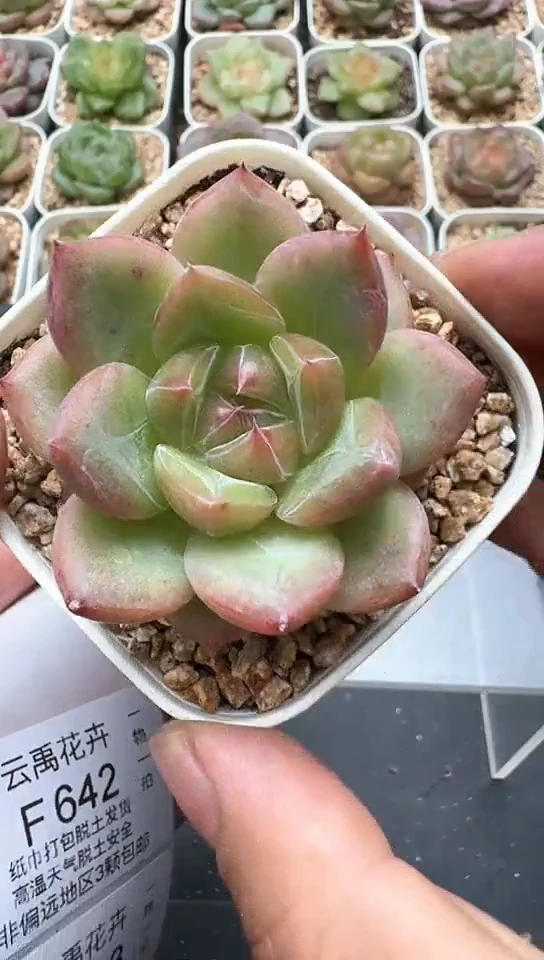 641F云禹多肉植物 默认脱土纸巾打包 3颗包邮