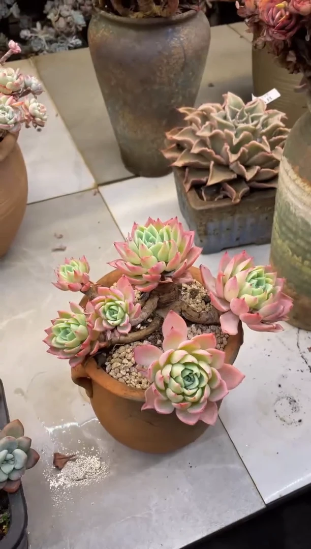 【闪购商品】150三色堇