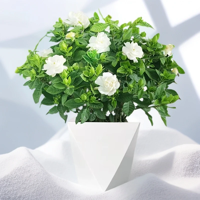 160#栀子花盆栽重瓣牡丹栀子花四季开花栀子花发浓香型