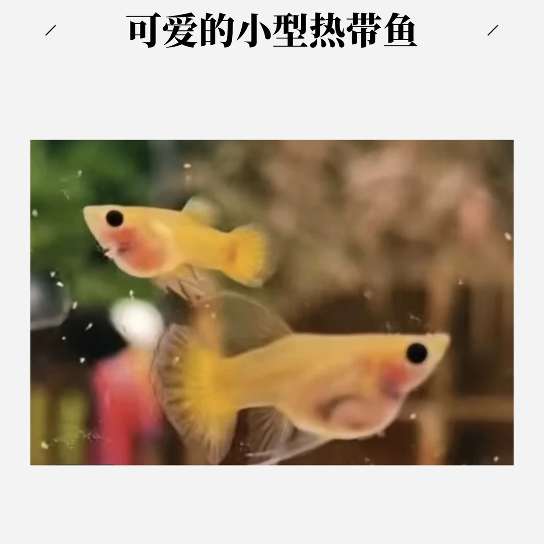 玻璃体系列孔雀鱼