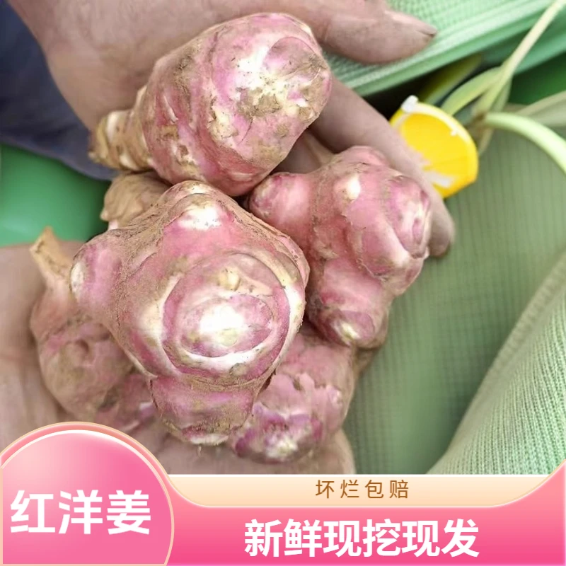 新鲜红皮洋姜菊芋现挖农家自种脆爽蔬菜鬼子姜胰岛果腌制泡菜咸菜