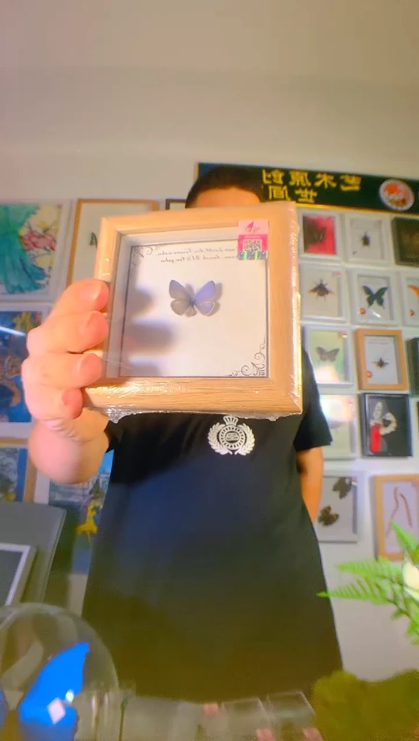 美丽的小灰蝶111111111111111111