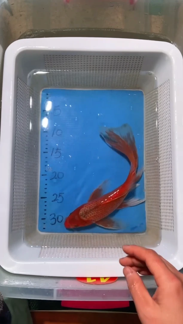 锦鲤锦鲤蝴蝶鲤鱼拍开箱视频包售后