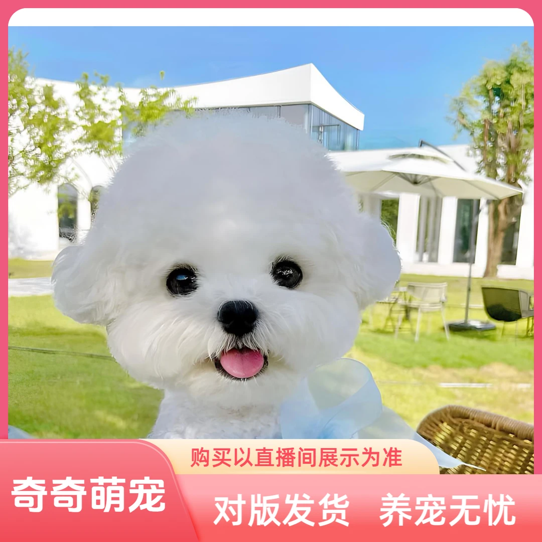 【奇奇萌宠】比熊小型犬精品专属狗狗活体链接