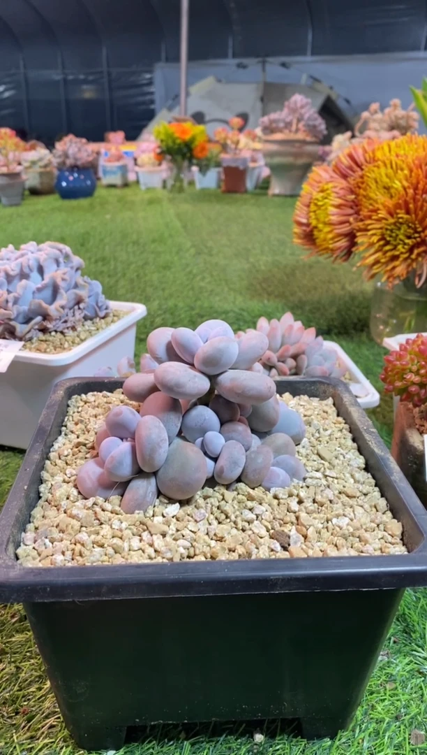 【闪购商品】0600a