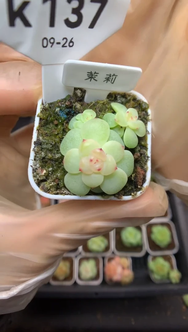 k137 茉莉 散群 39