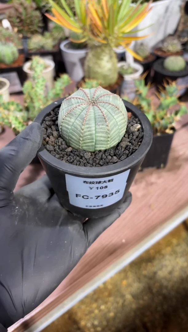 布纹球大戟FC-7935