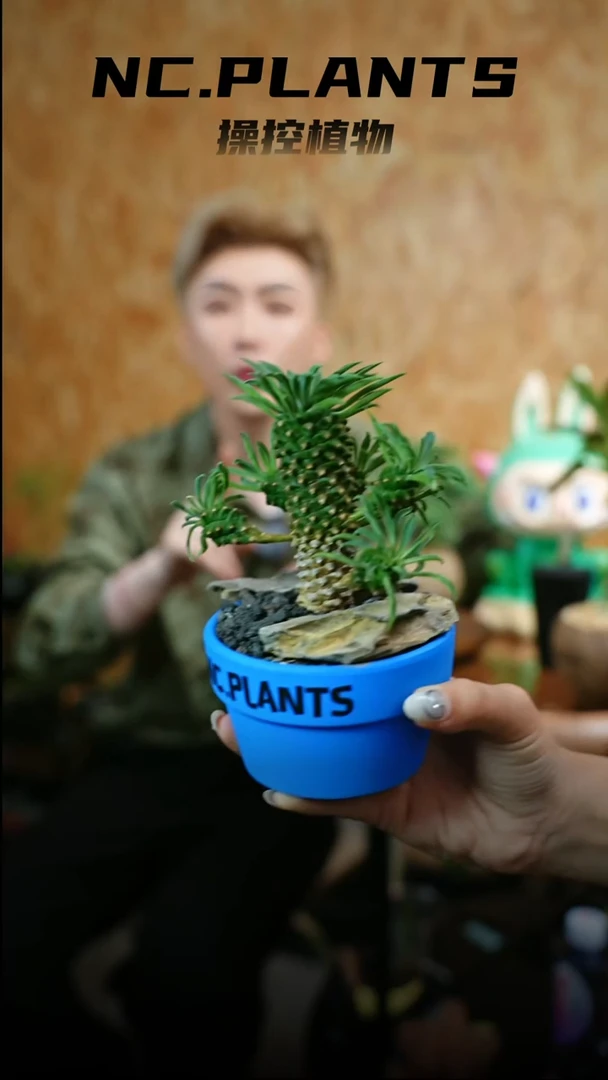 无花朵蓝菠萝（一物一拍