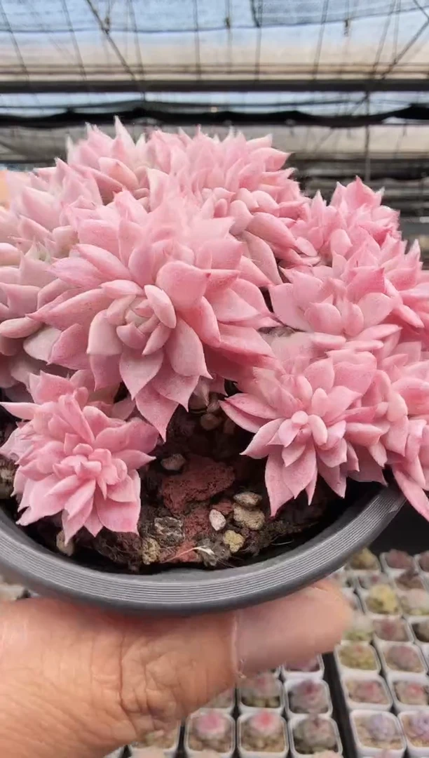 东云多肉园新款-394