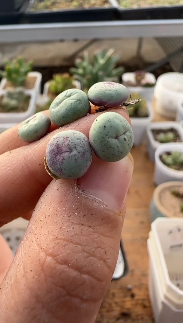 【闪购商品】9-329