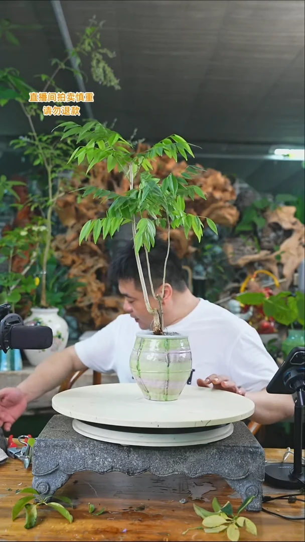 完全开放黄花梨481+