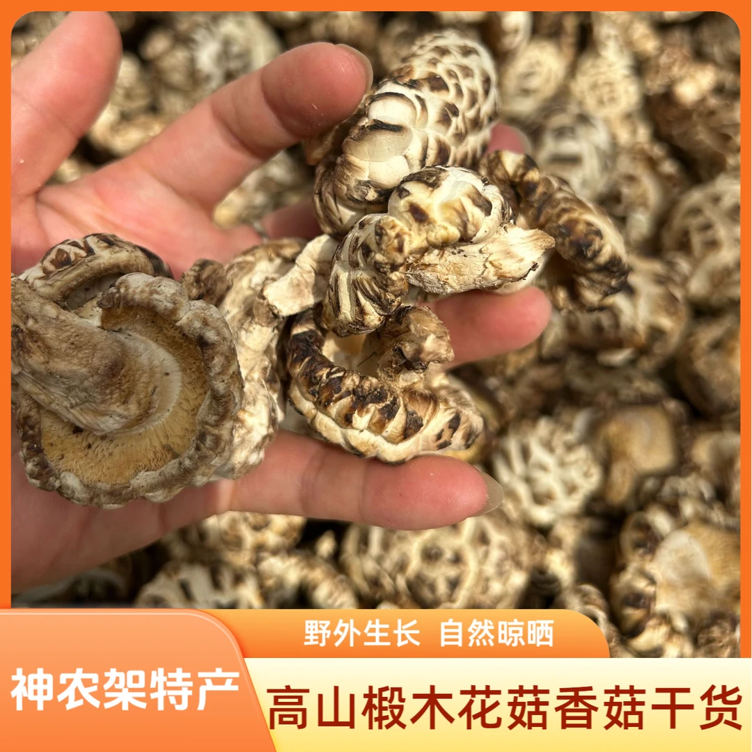 神农架椴木花菇香菇冬菇干货野外生长高山菌菇自然晾晒250克