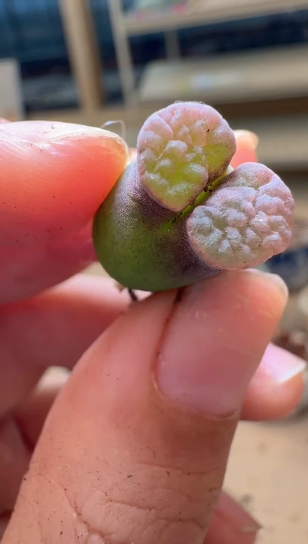 多肉植物肉锥16-265紫云