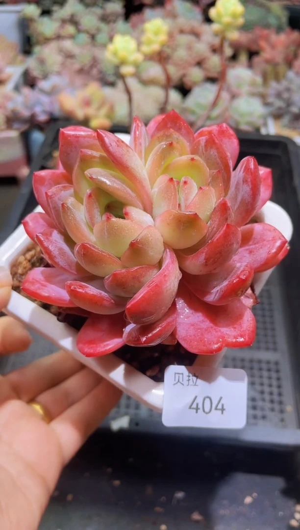 【闪购商品】404全明星