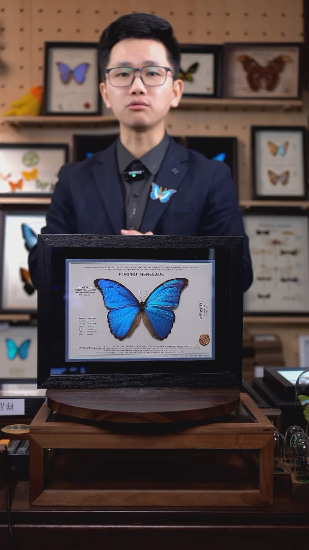 大蓝闪蝶A4设计横版带证书