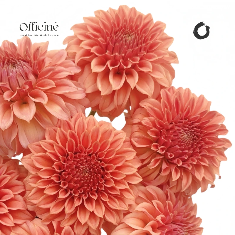 大丽花 罗森代尔桃子 Officine美好花市基地直采鲜花顺丰空运