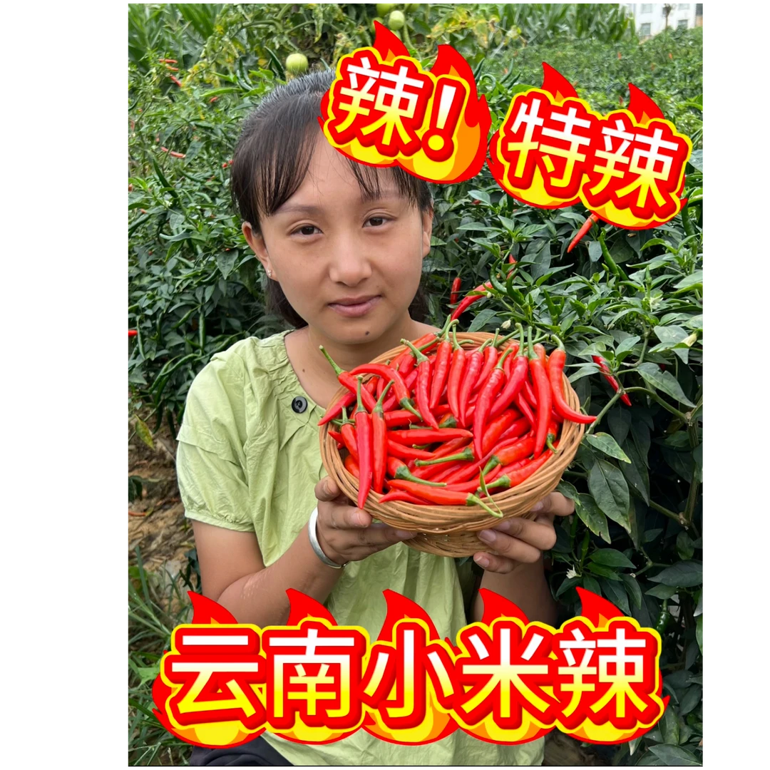 云南新鲜现摘小米辣鲜辣特辣朝天椒