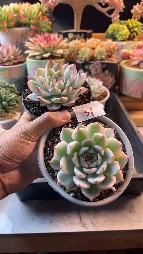 无花朵雨**绕8.15-31吉娃娃锦两个11111111