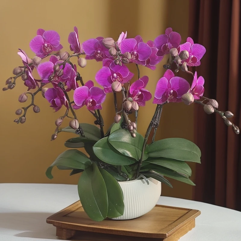蝴蝶兰【福星】盆栽花卉观花植物室内好养易活四季开花