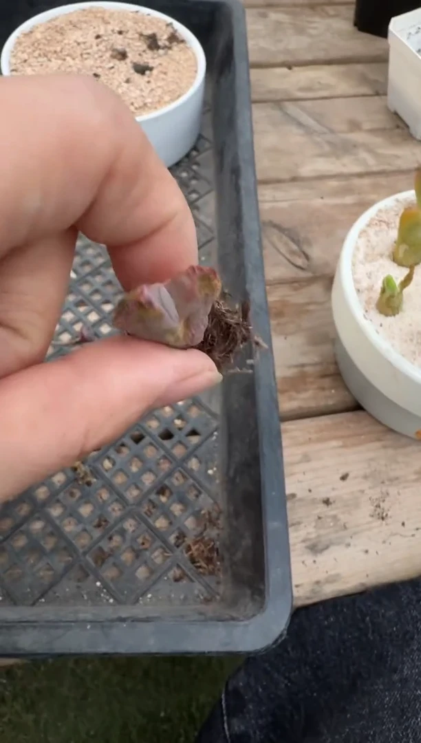 【闪购商品】4-188