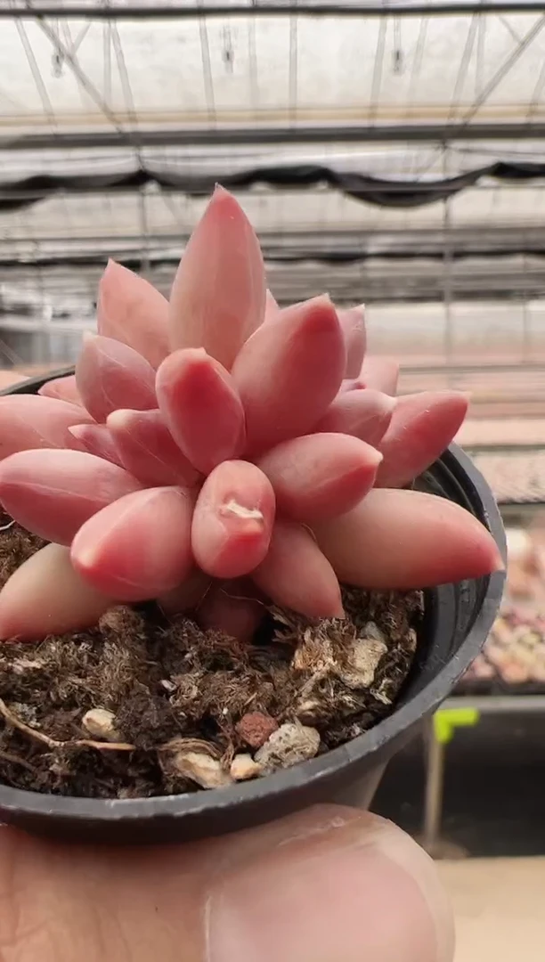 【闪购商品】新款多肉-44