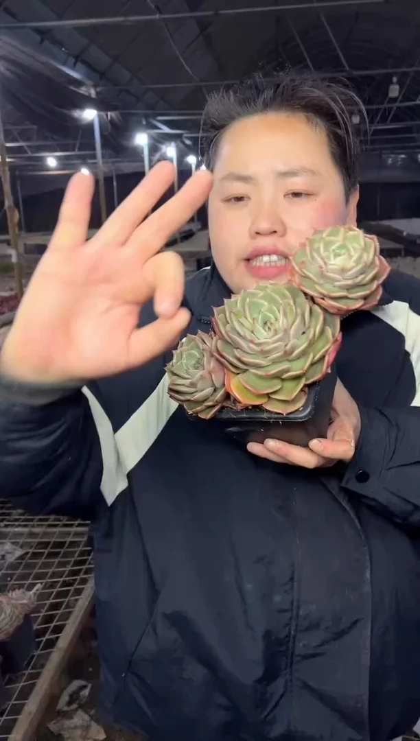 【闪购商品】41-三头起安吉丽娜9.99