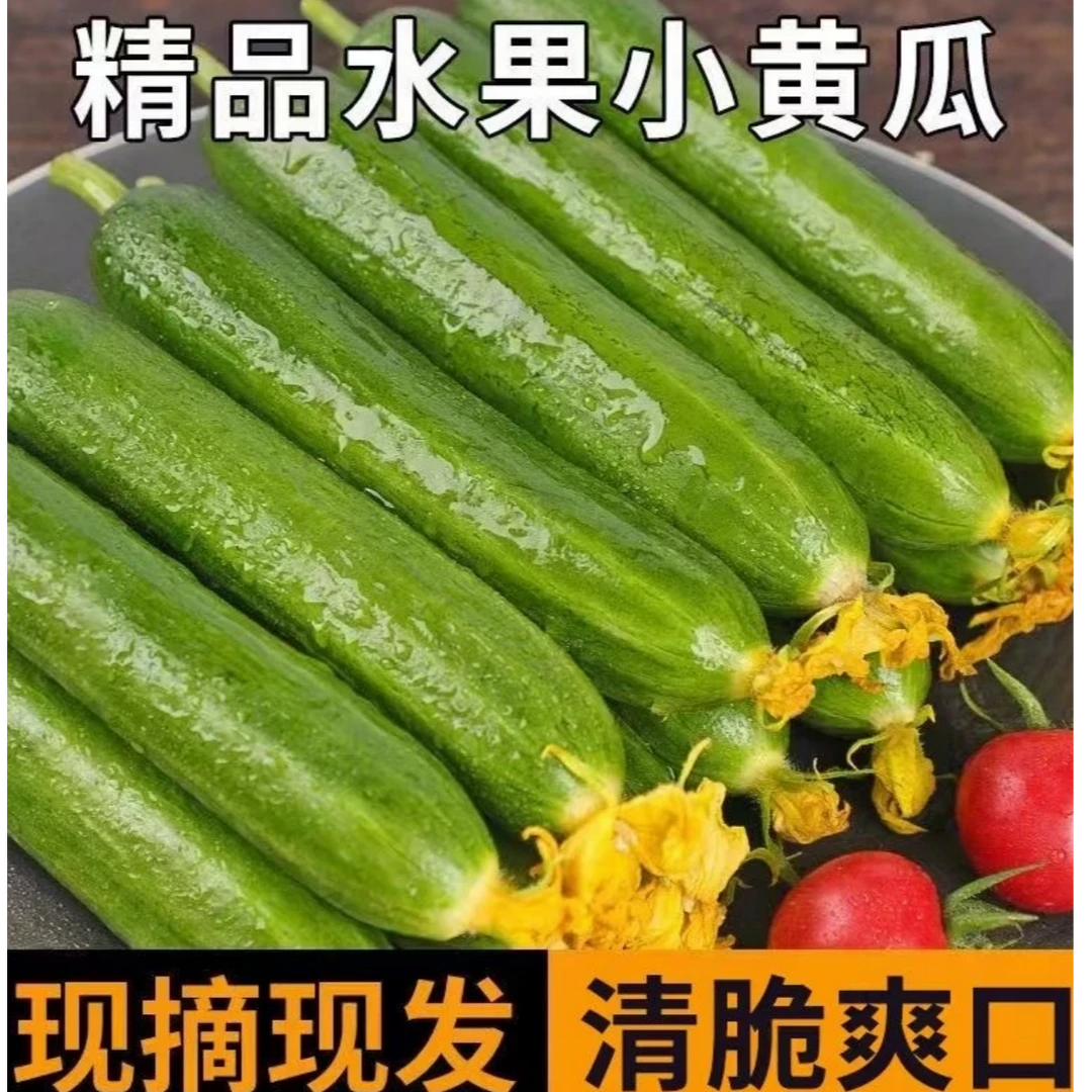 新鲜生吃水果小黄瓜3-5斤多汁小青瓜凉拌水果青瓜