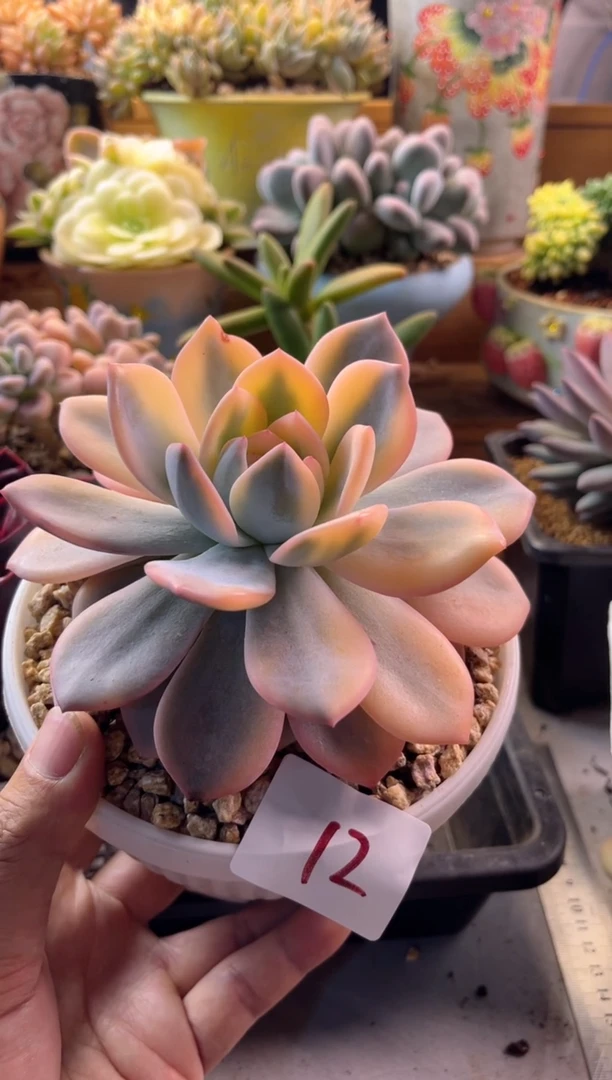 无花朵8.6-12星影锦111111111