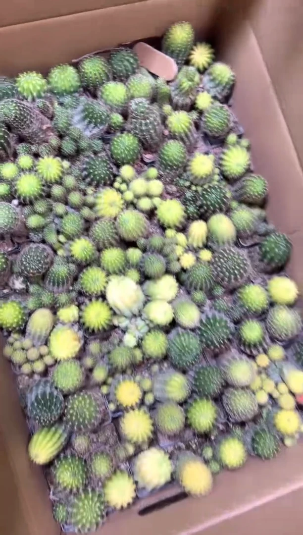 5颗 丽花【实生根】品种不指定