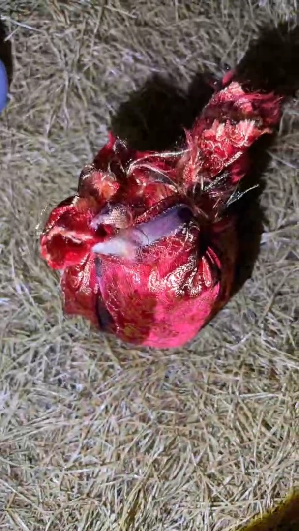 琪琪专属精品链接