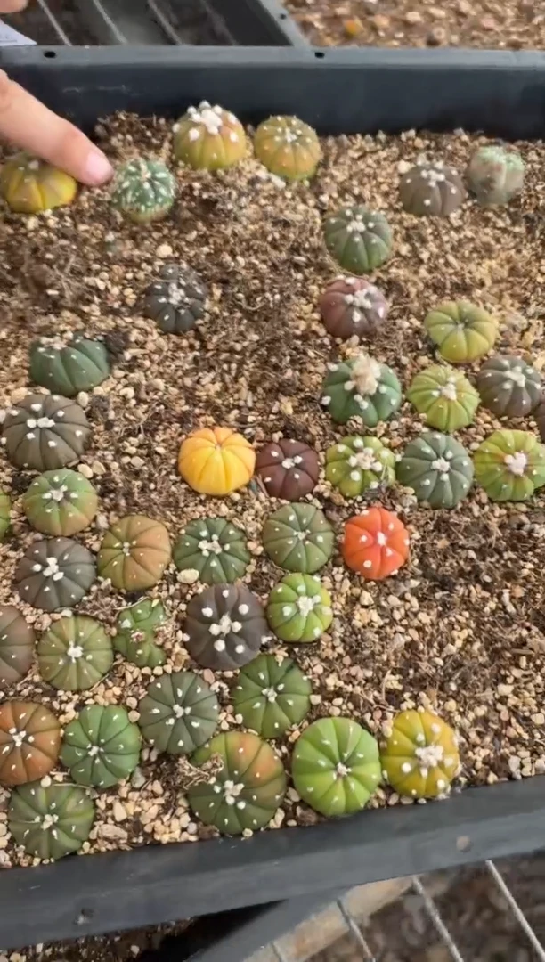 11-372多肉植物肉锥3颗