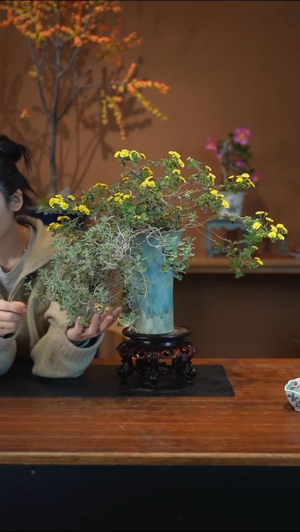 全部花朵山野草盆景盆景