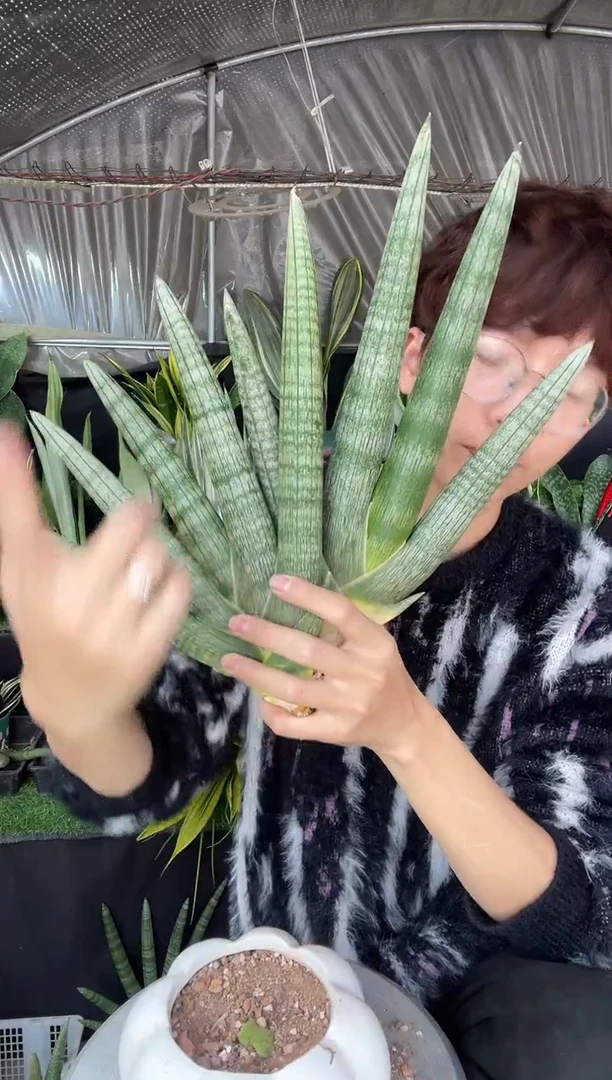 【闪购商品】4叶佛手兰粗壮款2棵16.8裸根