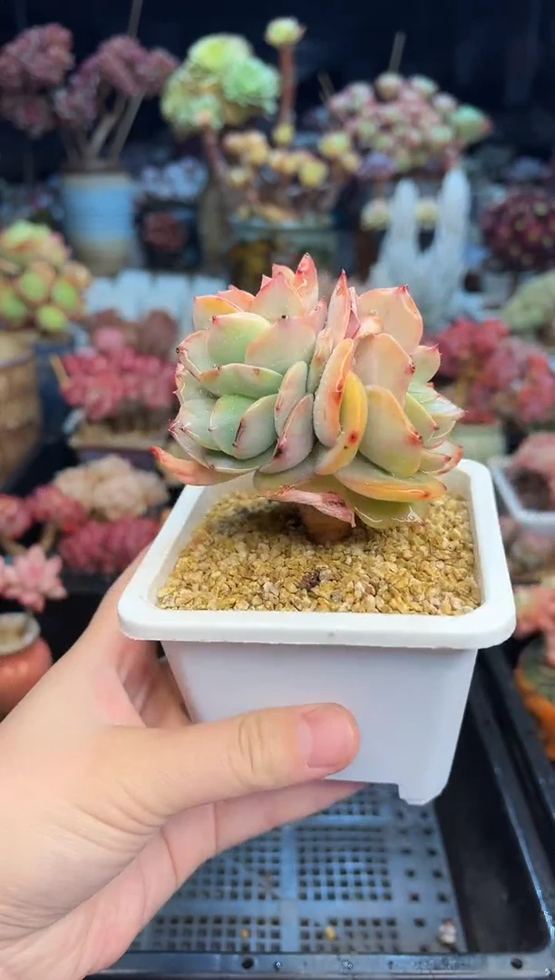 【闪购商品】890不带盆