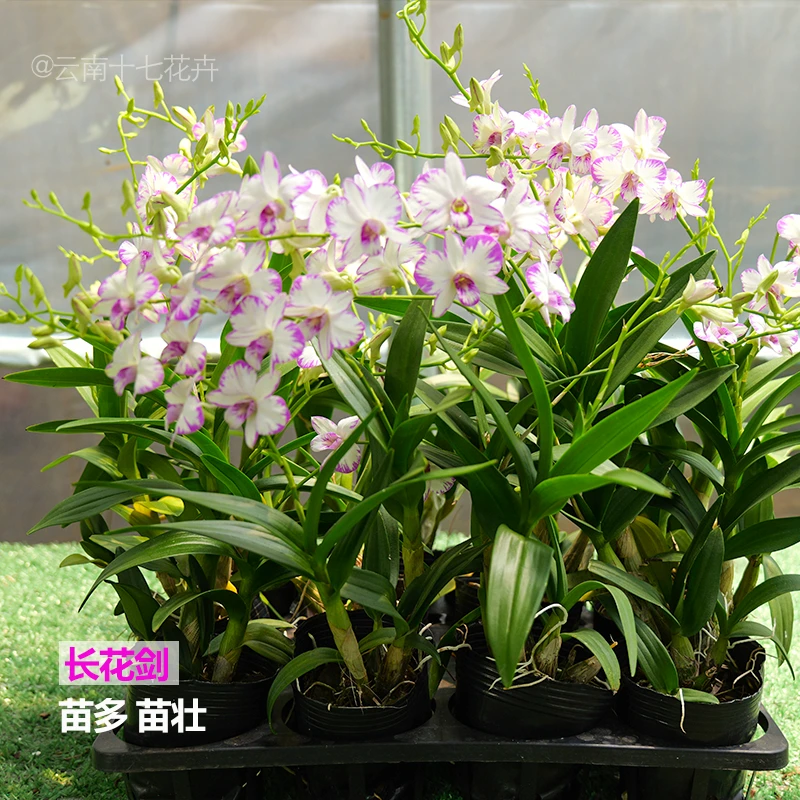 秋石斛[白泼墨两花剑]盆栽带花苞原盆原土发货新手好养