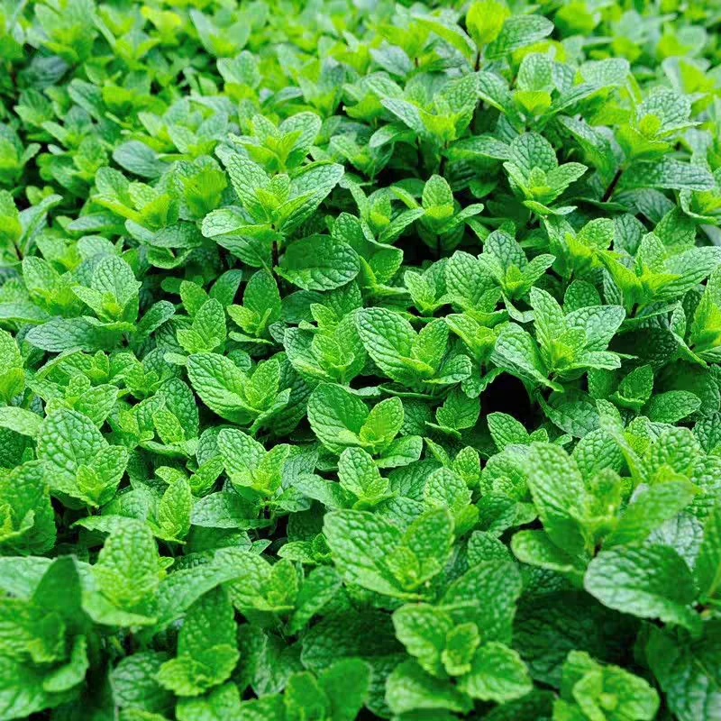 薄荷盆栽新鲜可食用薄荷好养花卉室内绿植物绿植绿植盆栽客厅盆栽