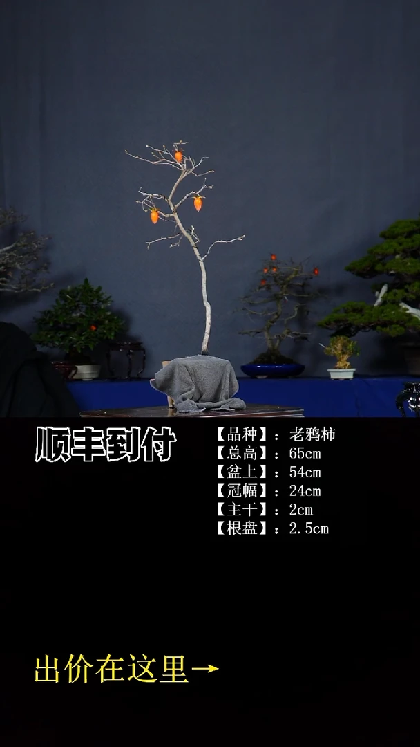 无花朵老鸭柿 不包邮