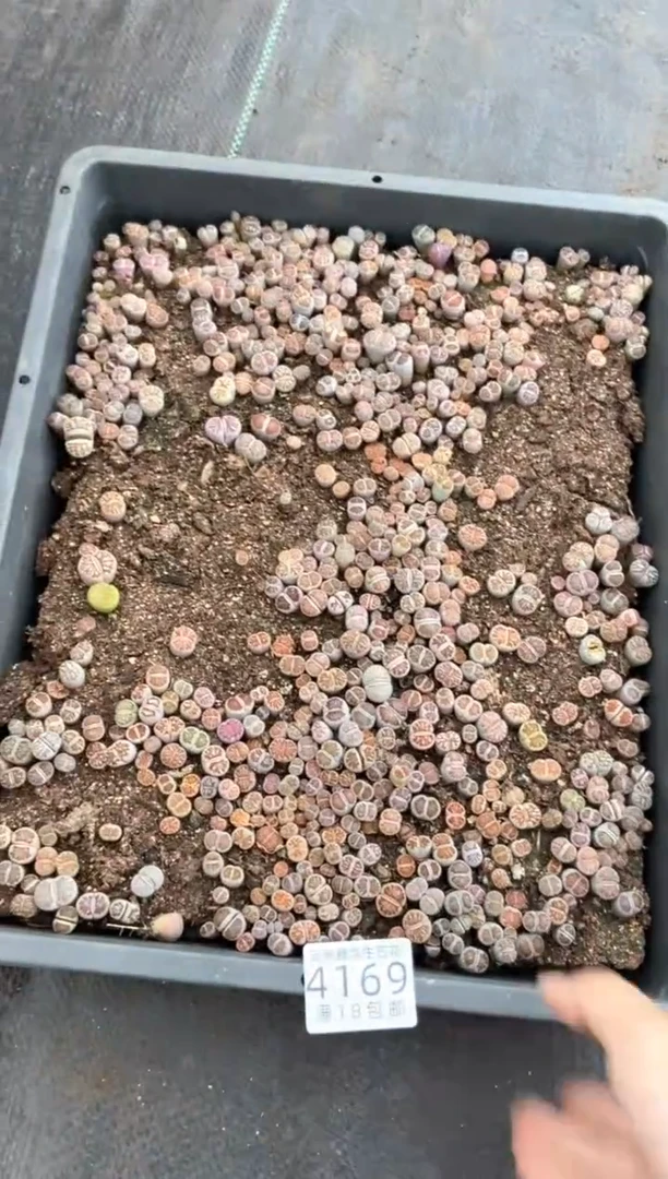 4169特价菊纹章框有疤瑕疵带土带盆发货