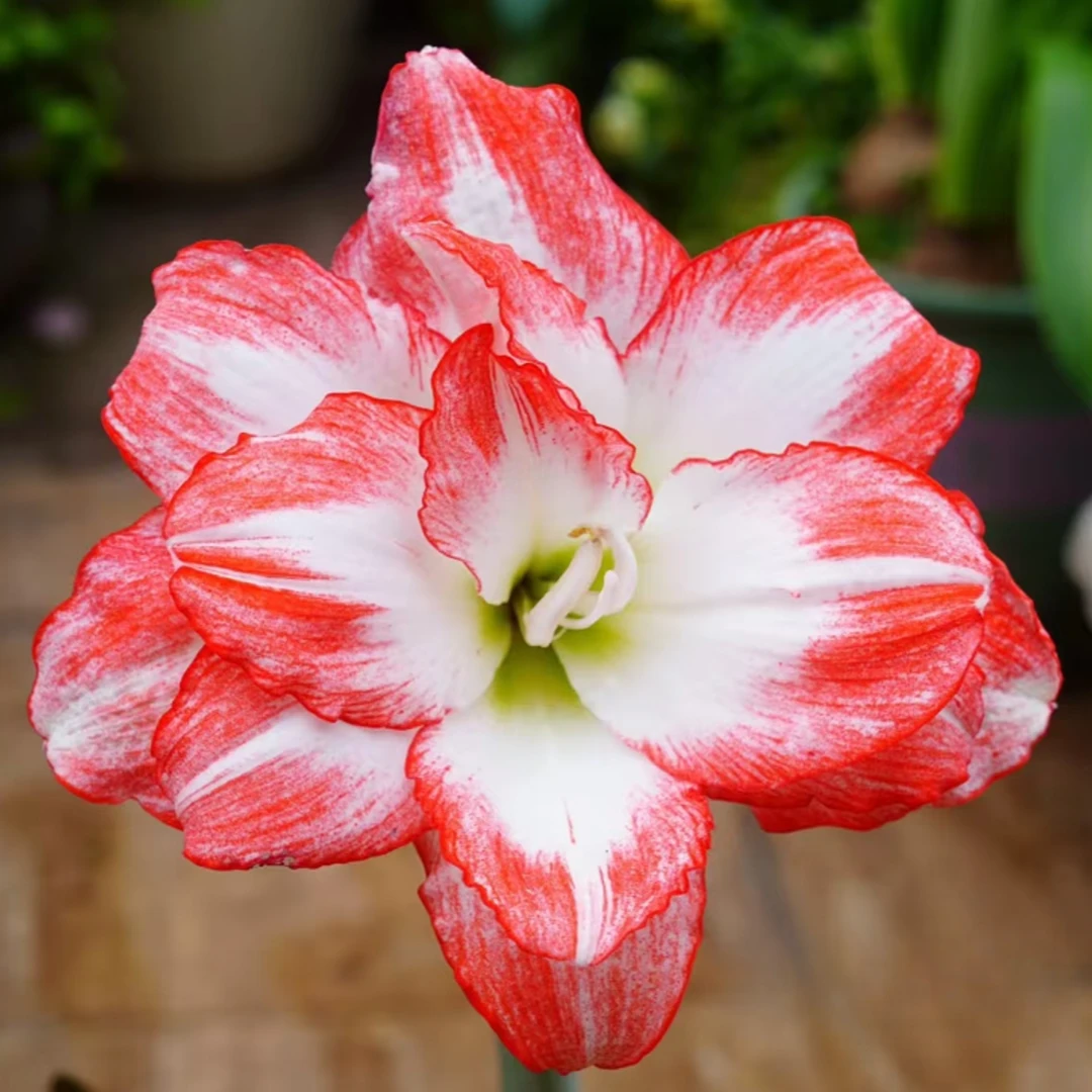 【火焰孔雀】★新手强推 荷兰重瓣朱顶红种球室内外盆栽花卉种植好养