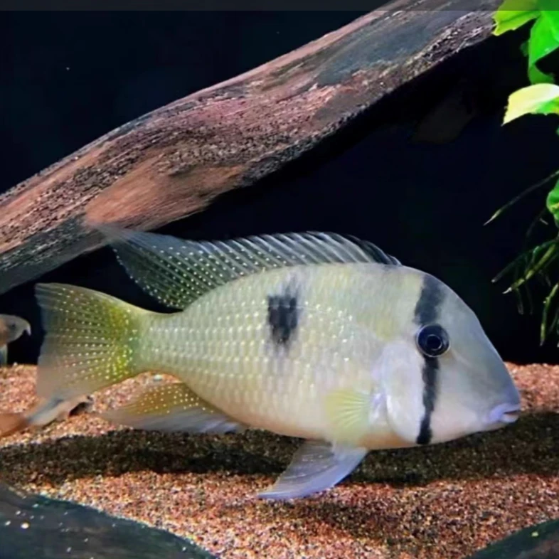 【老吴精选好物】钻石番王（三单发货）