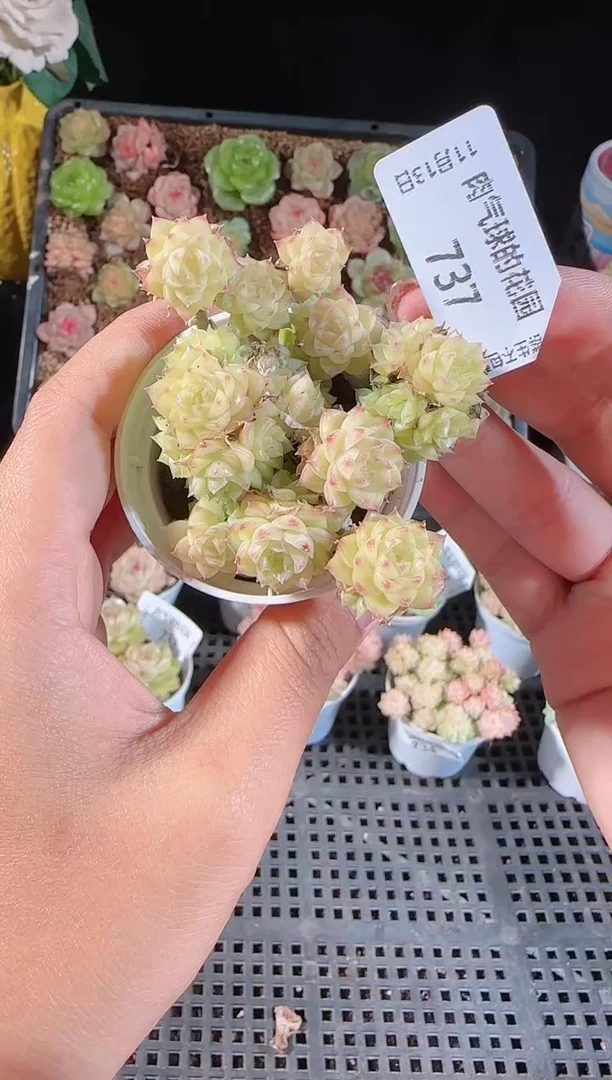 1113-737群生不包整