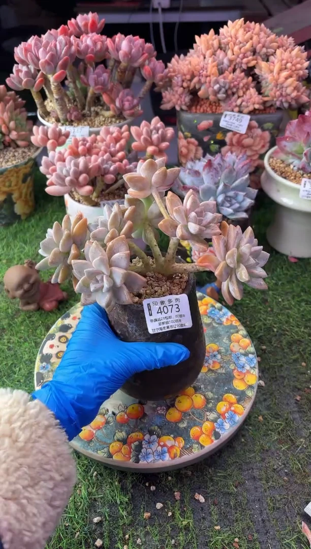 昆明印象多肉4073